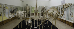 musee Zoologie-recadree