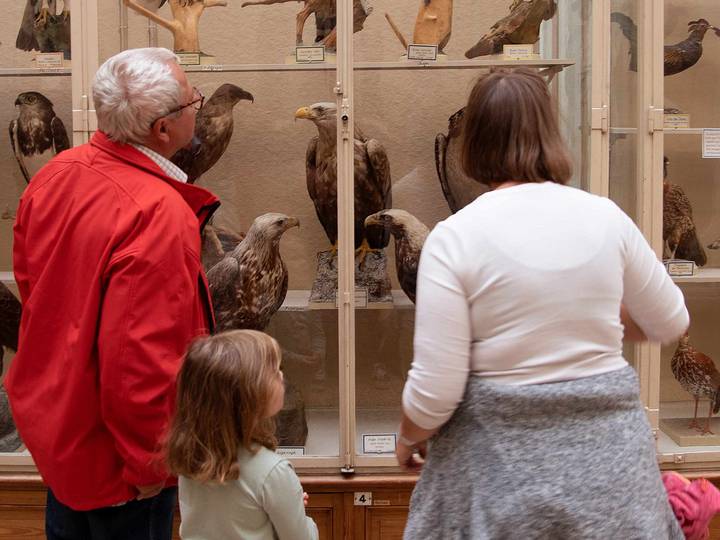 Visiteurs regardant des oiseaux taxidermisés