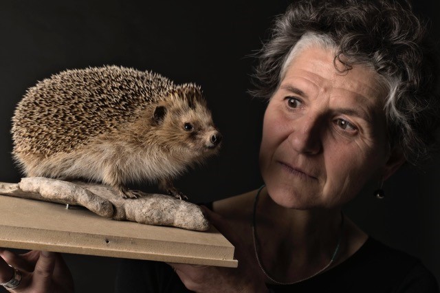 Femme regardant un hérisson
